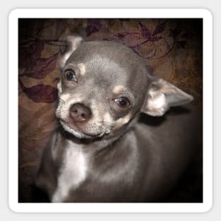 Loveable Cheeky Cute Chihuahua Face art Sticker